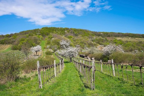 Blossoming cherry trees in vineyard