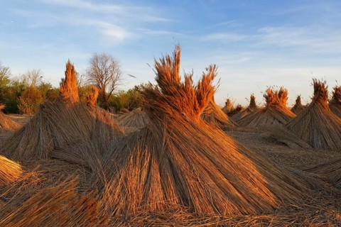 Reed-cone at Lake Neusiedl