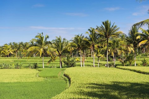 Paddy field and coconut trees