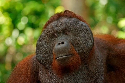 Bornean Orangutan (Pongo pygmaeus)