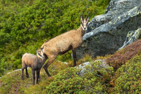 Chamois (Rupicapra rupicapra)