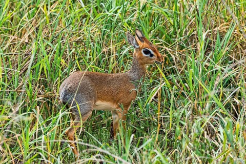 Kirk's Dik-dik (Madoqua kirkii)