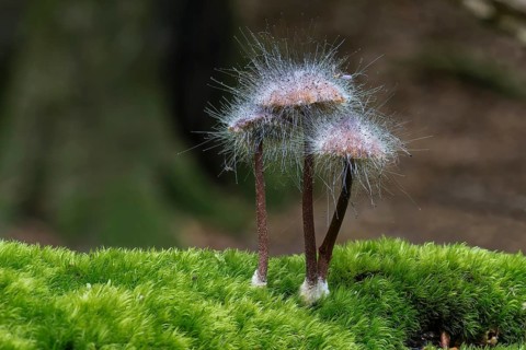 Bonnet Mould (Spinellus fusiger)