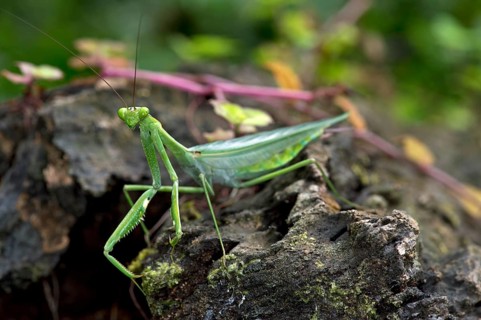 South American Green Mantis (Oxyopsis gracilis)