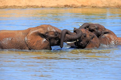 African elephant (Loxodonta africana) elephants bathing in the water