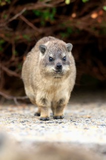 Rock Hyrax (Procavia capensis)