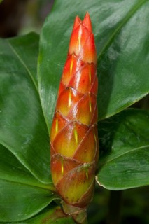 Wild Cane (Costus scaber)