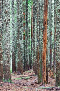 Larch trunks in the Columbia River Gorge