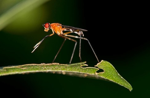 Tropical Stilt Fly (Micropezidae sp.)