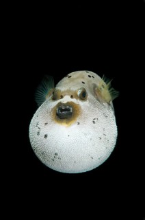 Blackspotted Puffer or Dog-faced Puffer (Arothron nigropunctatus)