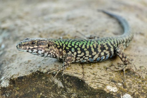 Wall Lizard (Podarcis muralis maculiventris)