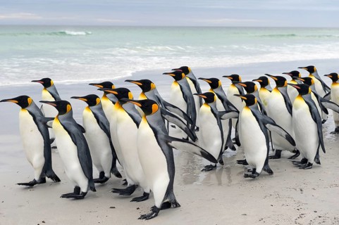 King Penguins (Aptenodytes patagonicus)