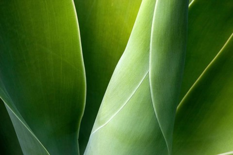 Agave (Agave attenuata)
