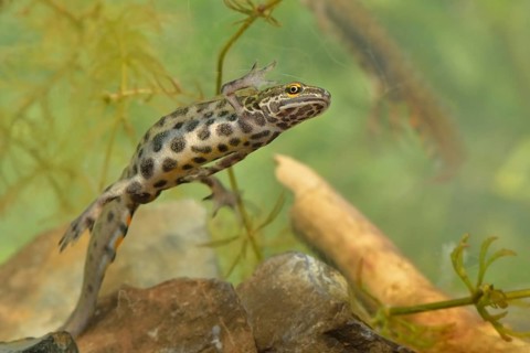 Smooth Newt (Lissotron vulgaris)