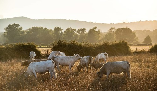 Charolais cattle in a pasture