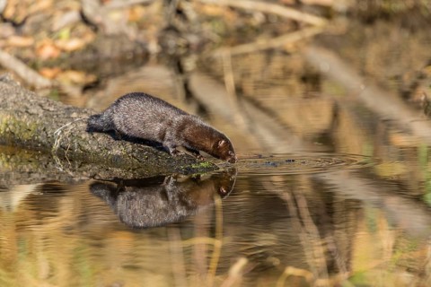 American mink (Neovison vison)