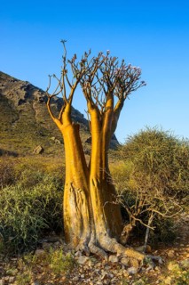 Bottle Tree (Adenium obesum) in bloom