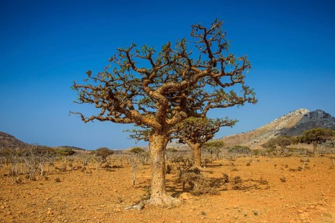 Frankincense trees (Boswellia elongata)