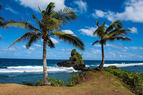Palm trees on the east coast of Tutuila island