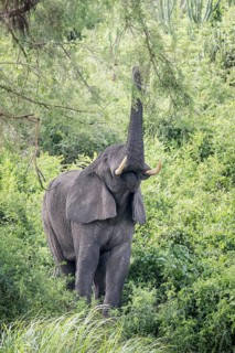 African Bush Elephant (Loxodonta africana)