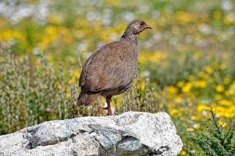 Cape Francolin (Pternistis capensis)