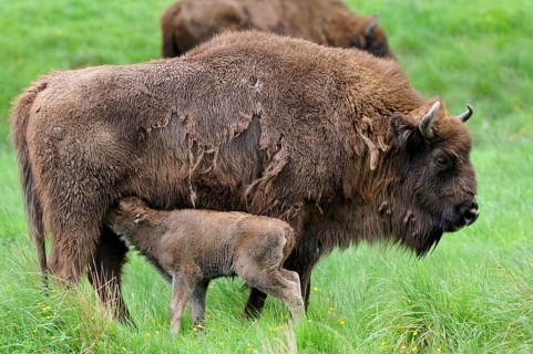 European bison (Bison bonasus)