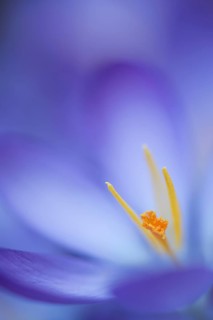 Woodland crocus (Crocus tommasinianus)