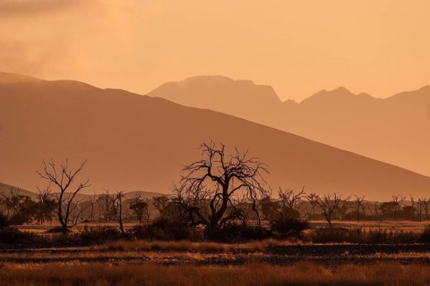 Dead Camel thorn trees (Vachellia erioloba)