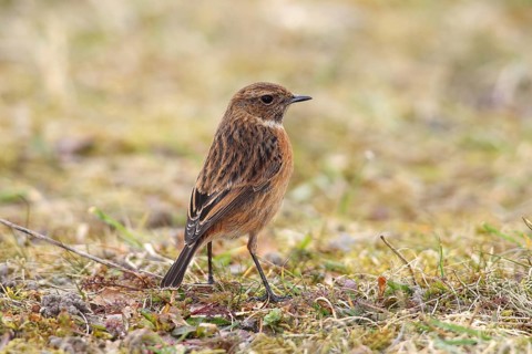Stonechat (Saxicola rubicola) female standing in the grass