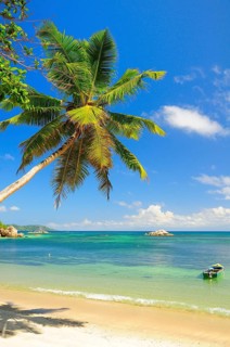 Palm tree Anse Lazio beach