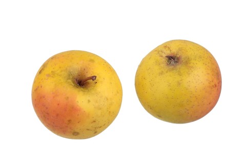 Apple variety Zuccalmaglios Reinette