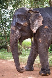 Asian Elephant (Elephas maximus)