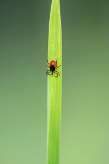 Female tick