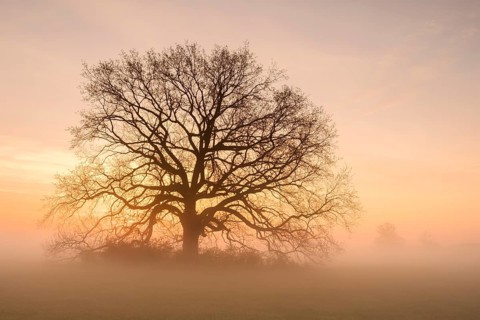 Golden morning light
