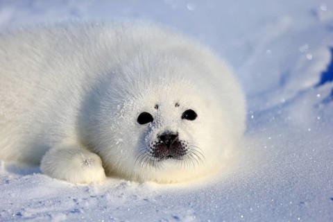 Harp Seal or Saddleback Seal (Pagophilus groenlandicus