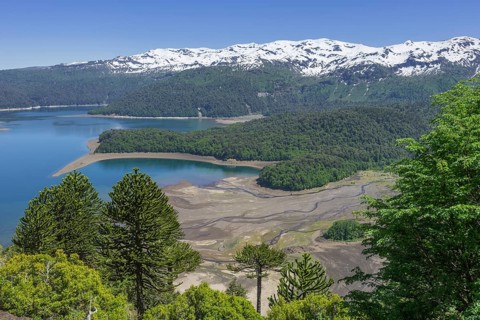 Monkey puzzle trees (Araucaria araucana) and Conguillio Lake