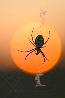 Wasp Spider (Argiope bruennichi) on a spider's web