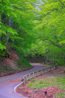 Mountain road in the forest