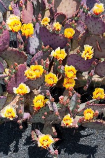 Purple Prickly-pear (Opuntia macrocentra)