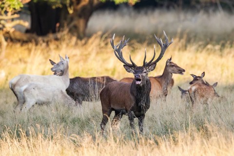 Red deer (Cervus elaphus)