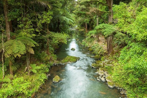 Hatea River