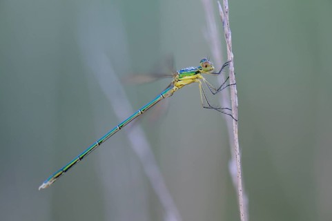 Emerald Damselfly (Lestes sponsa) on a blade of grass