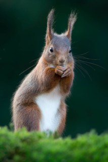Red Squirrel (Sciurus vulgaris)