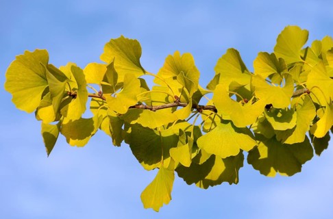 Ginkgo (Ginkgo biloba)