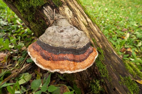 Red-belted Bracket (Fomitopsis pinicola)