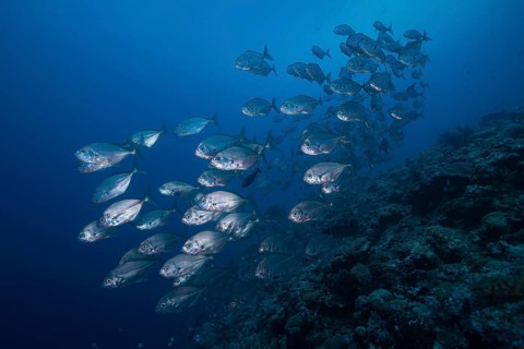 School of Bigeye Trevallies (Caranx sexfasciatus)