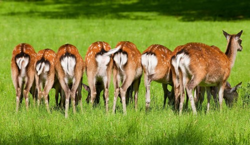 Sika Deer (Cervus nippon) in a meadow