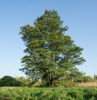 Black Alder or Common Alder (Alnus glutinosa)