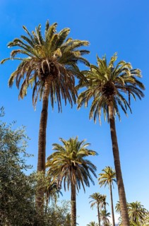 Canary Island Date Palm (Phoenix canariensis)