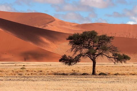 Camel Thorn Tree (Vachellia erioloba)